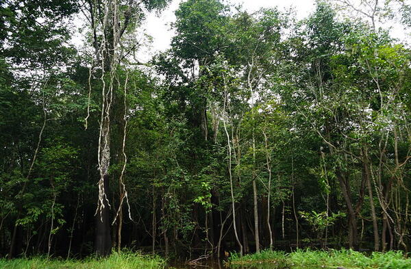 Amazon Rain Forest