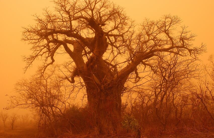 Baobab tree in a sandstorm in Benin