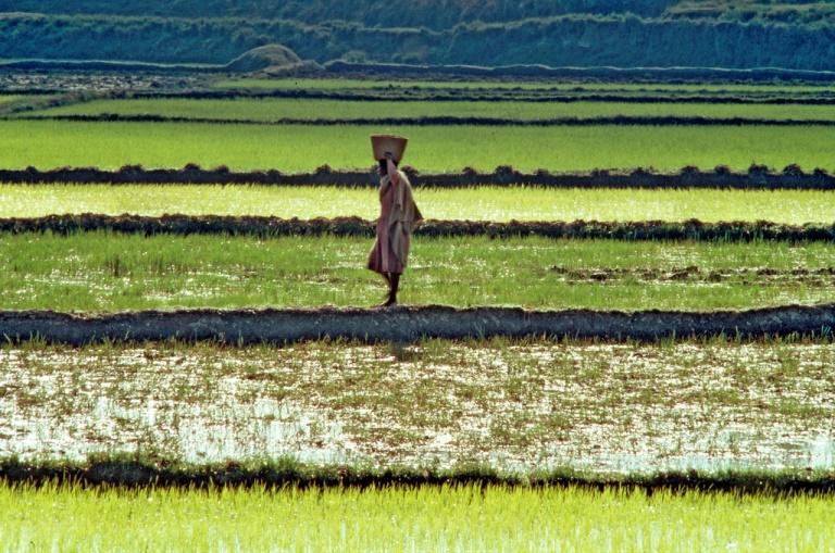 Woman in a field