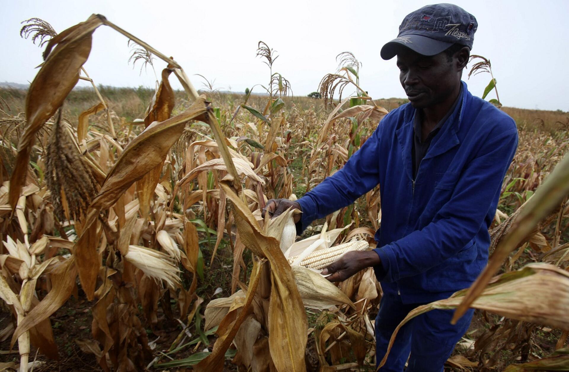 Zimbabwean Farmers Secure Record Yields Through Strategic Investment
