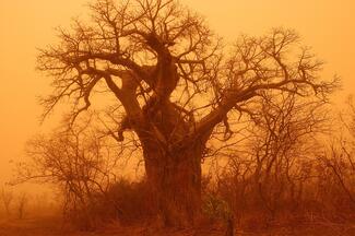 Baobab dans une tempête de sable au Bénin