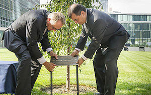 Tree-planting