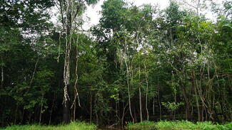 Amazon Rain Forest