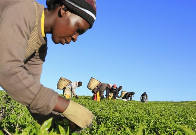 Tea picker in Kenya